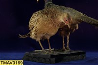 藏品(環頸雉)的圖片